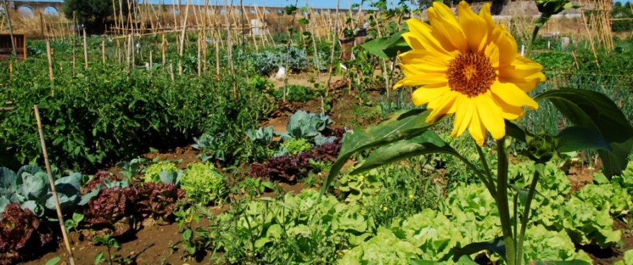 Hortas Urbanas em Évora em expansão