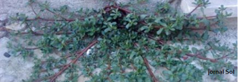De infestante ao prato, a beldroega