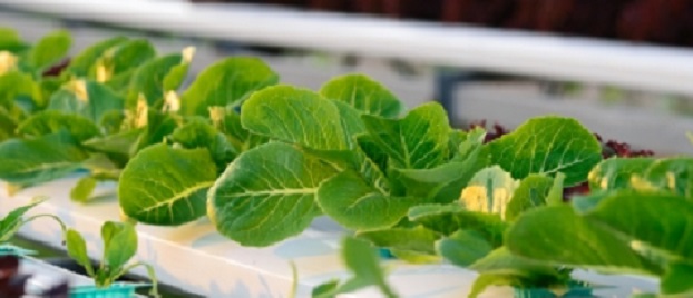 Reaproveitar sobras de vegetais para a compostagem e não só!