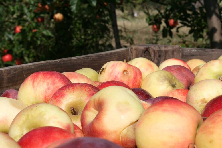 2014, o Ano Europeu contra o Desperdício Alimentar
