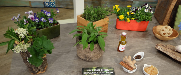 Alie-se ao poder das plantas no combate às doenças de inverno